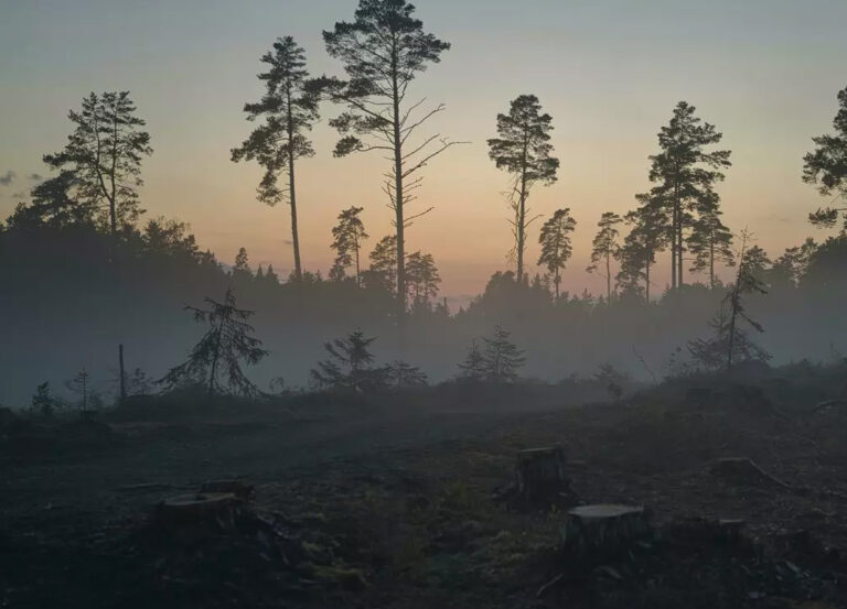 MapBiomas, mapas que muestran la deforestación y uso de suelo en América Latina pueden ayudar a contrarrestar la crisis climática