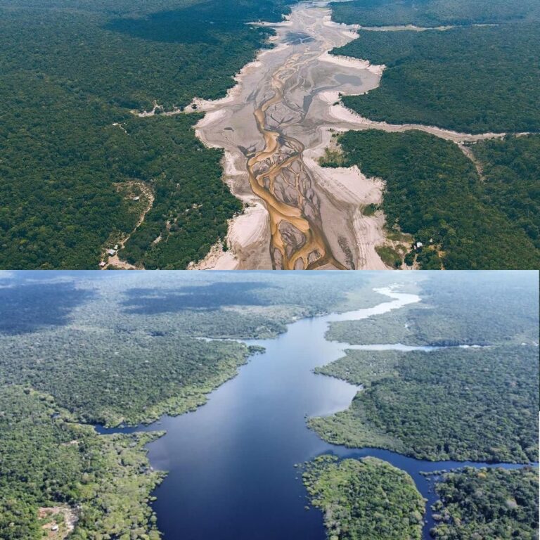 Brasil | La extrema sequía en la Amazonia afecta a la economía, la fauna y la salud de su gente