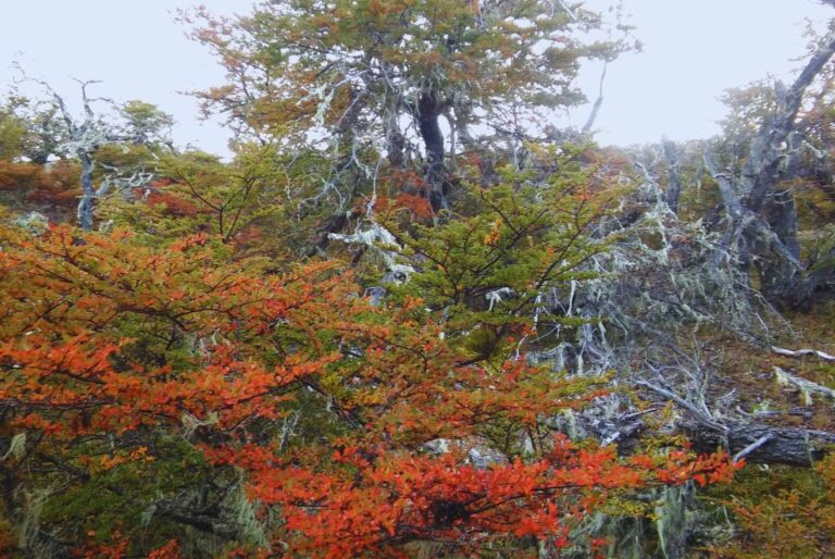 Patagonia Argentina | Investigadores aseveran que los bosques nativos de ñire son resistentes al cambio climático