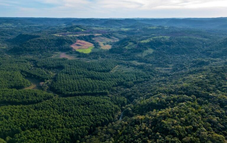 Brasil | Paraná es el estado con la mayor superficie plantada de pinos en el país
