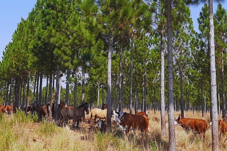 Estudian el impacto de la sequía en sistemas silvopastoriles y su adaptación al cambio climático
