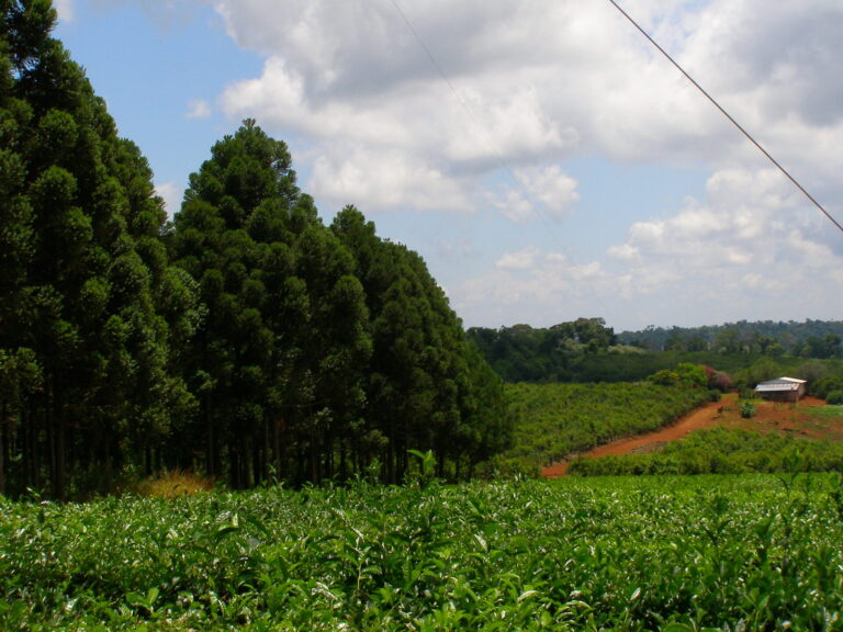 Paisaje forestal | La actividad agraria y su biodiversidad fue incluida en la agenda global de conservación