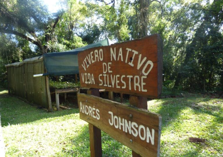 Vida Silvestre ya plantó más de 270 mil árboles nativos para restaurar 820 hectáreas de selva misionera junto a familias rurales