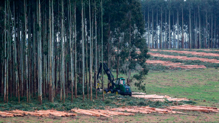 Video | ¿Qué pasa en Uruguay con los suelos luego de la forestación?