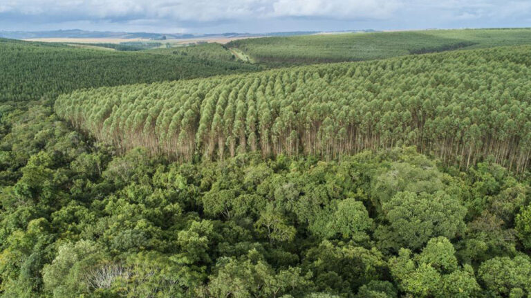 El sector forestal brasileño alcanza ingresos brutos de R$ 260 mil millones y atrae inversores