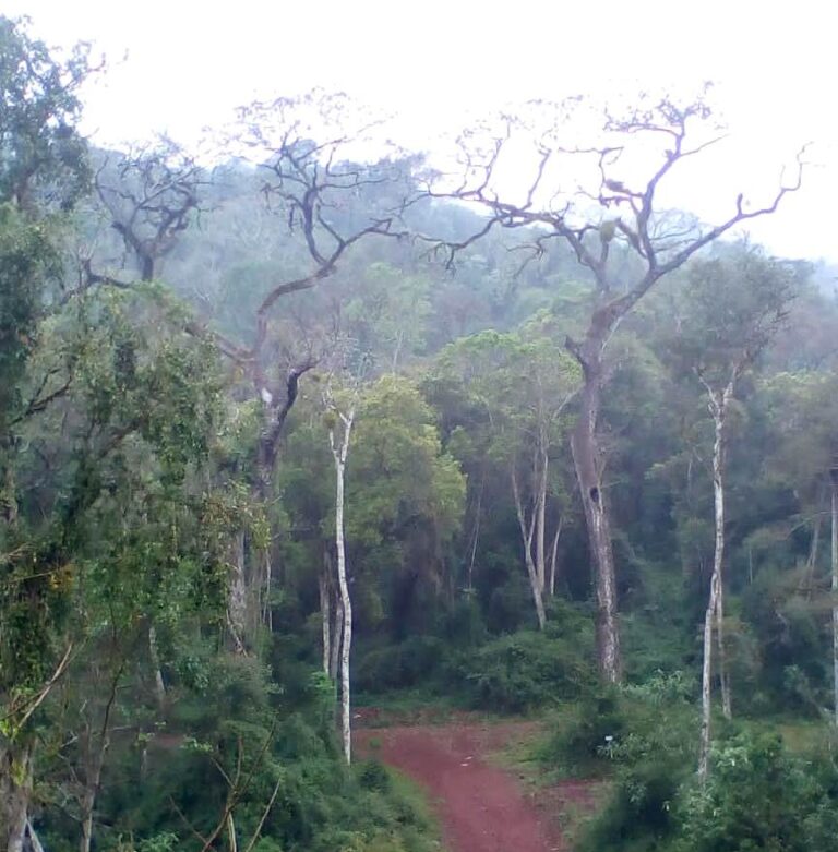 Los riesgos y retrocesos que implican las modificaciones de la Ley Ómnibus asociados a los bosques y los humedales