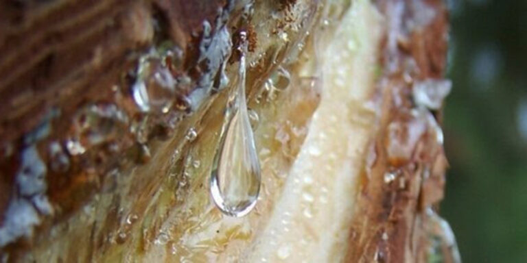 Bioeconomía | Brasil y Argentina se posicionan a nivel global como la cuenca más eficiente en rendimiento y actividad de extracción de resina de pino