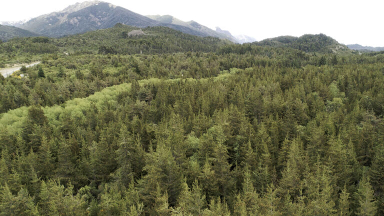 Investigación internacional determinó que los árboles nativos protegen las áreas de alto valor de conservación de la invasión de algunas plantas exóticas