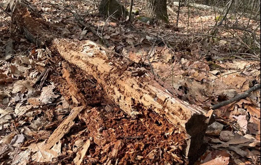 El carbono forestal ¿dónde encontramos los reservorios?