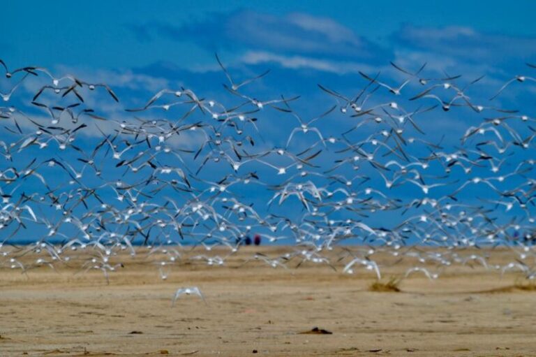 Celebrando la Biodiversidad, Día Mundial de la Vida Silvestre