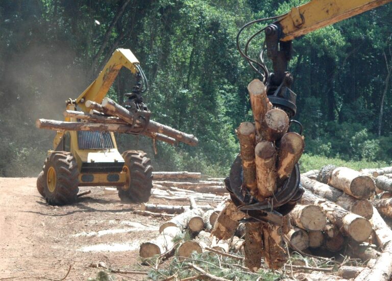 InFoPro Misiones | Precios vigentes de junio de la materia prima forestal: la tonelada de raleo subió a $33.141 y el Chip pulpable $36.455