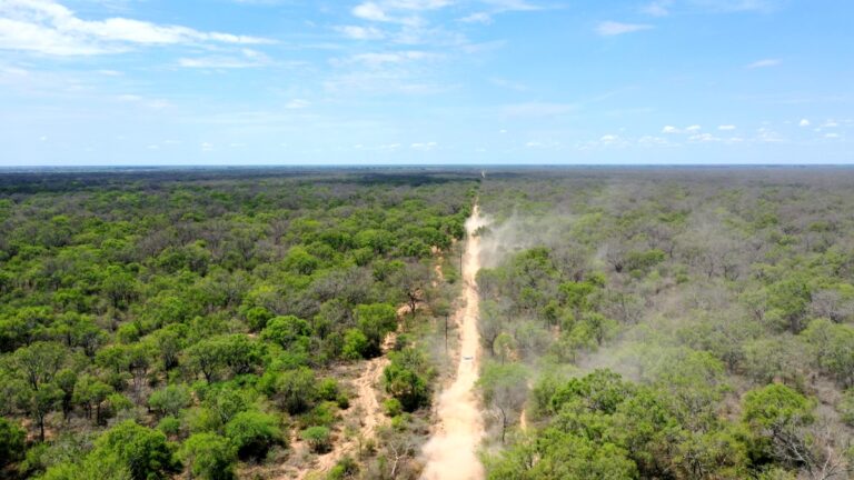 Chaco | Polémica por despidos masivos en la Dirección de Bosques: “Es un desmantelamiento técnico que favorece el desmonte ilegal”, advierten trabajadores y profesionales  