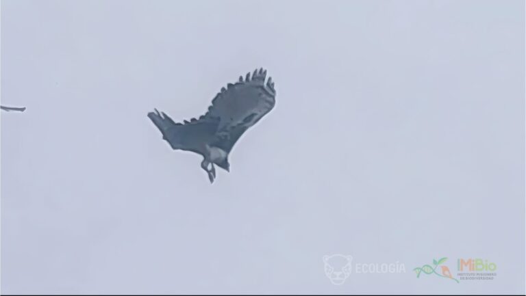 Biodiversidad en la Selva Paranaense | Tras 20 años, confirmaron el avistamiento de un ejemplar de Águila Harpía en Misiones