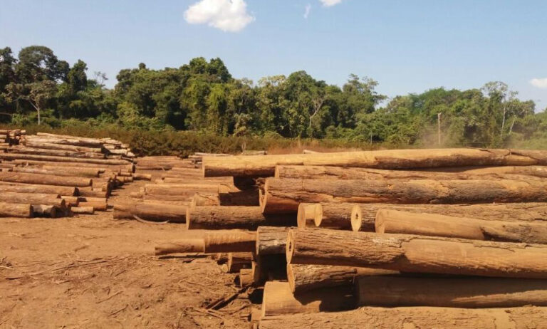 América Latina tiene el potencial de ser el mayor polo forestal sostenible del mundo
