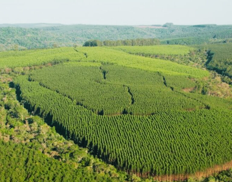 Brasil | La sustentabilidad de la foresto-industria bahiana y su potencial se exhibirá en la exposición internacional del agronegocio Fenagro 2024