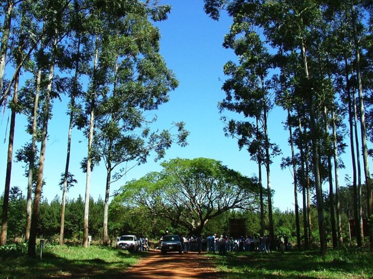 I Ciclo de Conferencias Internacionales AF-UNaM: «Alternativas para un Desarrollo Sostenible” con especialistas de Costa Rica, Brasil y Argentina