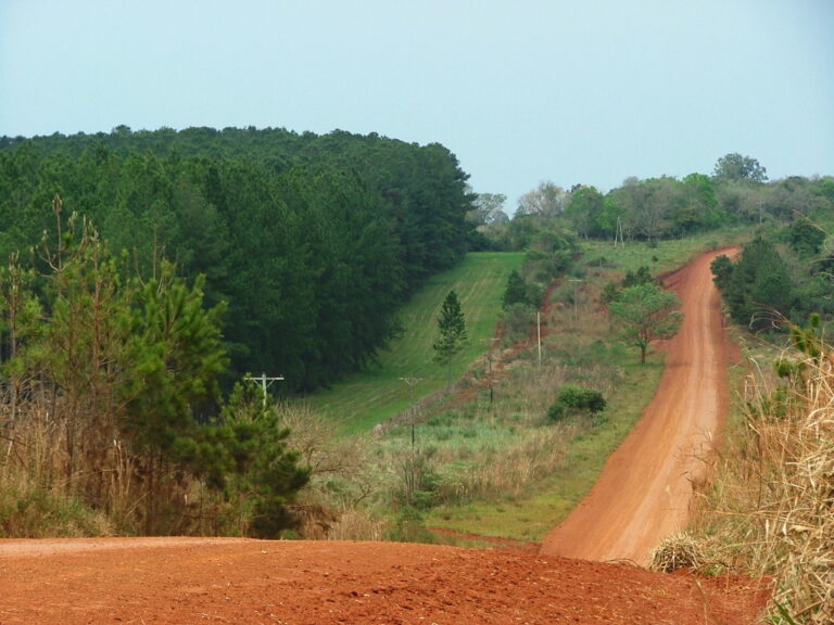 Corrientes | 17 rutas provinciales concentran el 86% del volumen total de rollizos a transportarse entre 2020-2025, según informe de AFoA