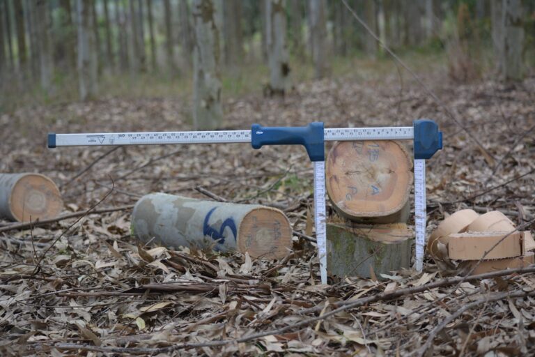 Tecnología de la madera: un enfoque integral y sostenible para el rendimiento del producto final