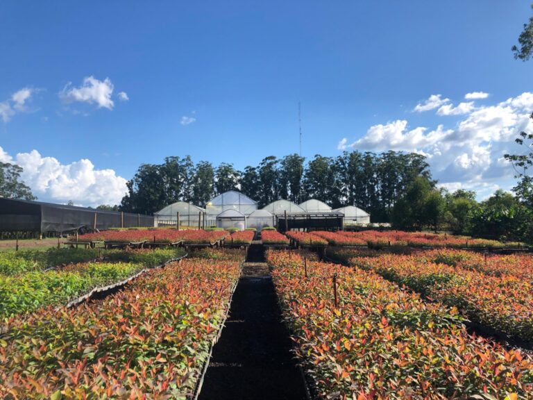 Con el foco en eucaliptos, Pomera duplicó la capacidad de su vivero incrementando la producción anual a 6 millones de plantines