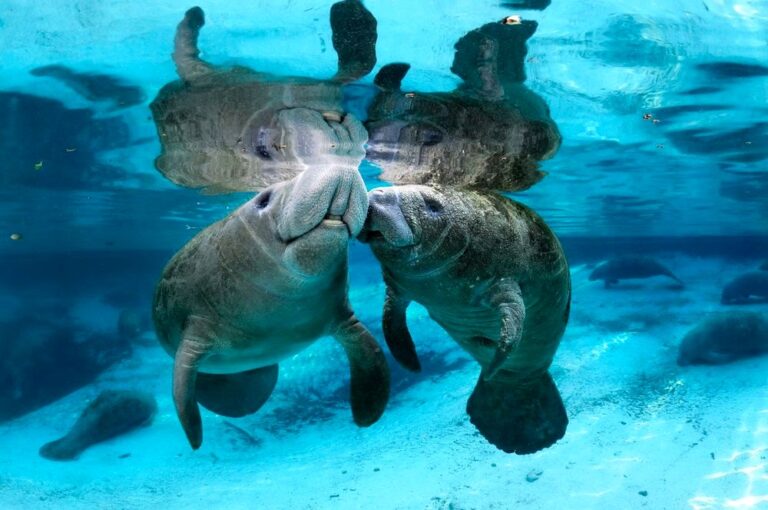 Biodiversidad marina | Belice se convierte en el primer país caribeño en ratificar el Tratado de Alta Mar