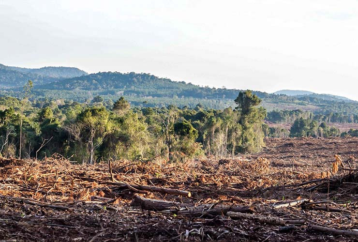 Ley de Bosques | La deforestación ilegal en Argentina bajo la lupa de una nueva plataforma interactiva y pública