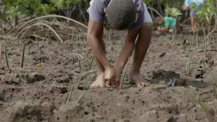 Restauracion bosques 1