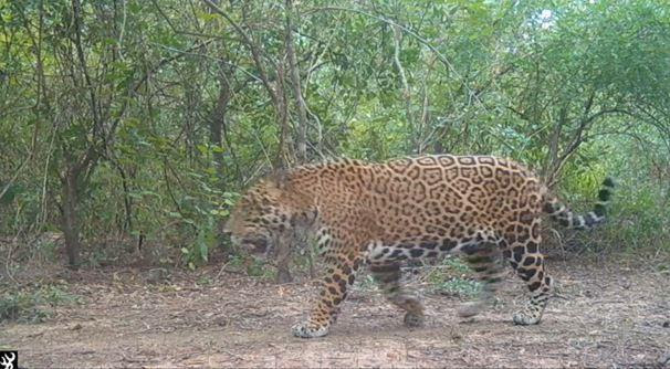 Formosa | Identifican un nuevo ejemplar de Yaguareté en el departamento de Patiño y aumentan las esperanzas de conservación de la especie