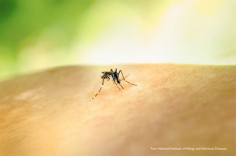 Bosques y salud | Según investigadores de UICN y CATIE, la conservación de los bosques podrían disminuir las admisiones hospitalarias por dengue