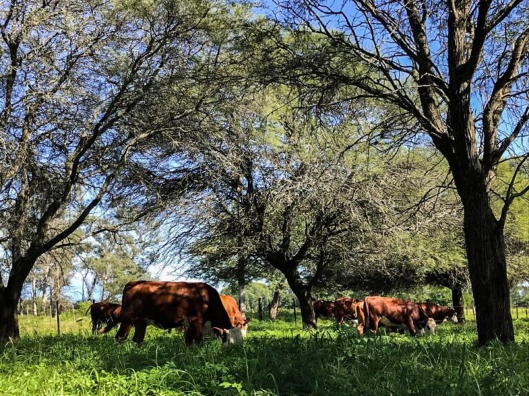 Polémica en Chaco | Profesionales de Ingeniería Forestal del país piden al gobernador el veto de la actualización del Ordenamiento Territorial de Bosques Nativos
