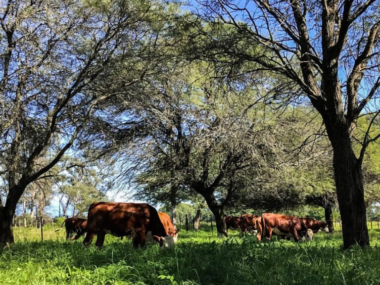 Bosques nativos | Profesionales de ingeniería forestal analizaron con autoridades de Ambiente las problemáticas de la Ley 26.331