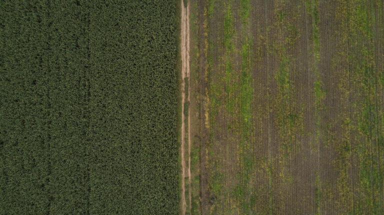 Polémica en Chaco: «La actualización del OTBN aprobada por los diputados viola la Ley de Bosques», advierten desde Vida Silvestre
