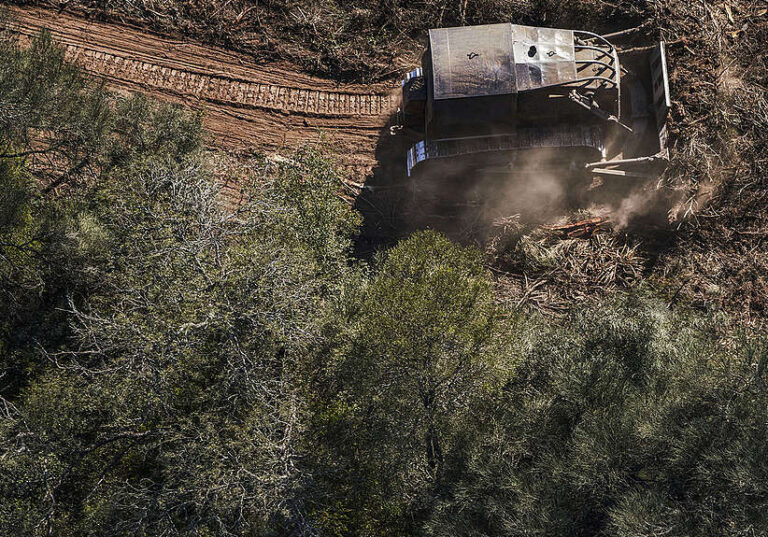 Chaco | Rechazan el proyecto de ley para aumentar multas por desmontes ilegales, pero autorizaría a los infractores el uso comercial de la madera: «Es un retroceso ambiental»
