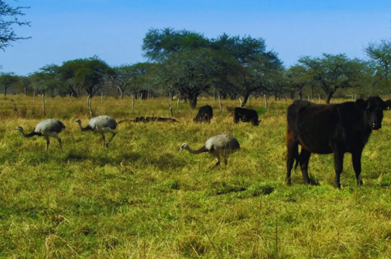 Biodiversidad | El INTA investiga cómo lograr el equilibrio entre la producción ganadera y la conservación de las aves con pautas de manejo