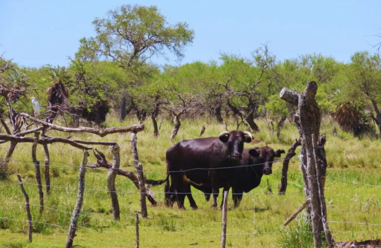 Bosque nativo y ganadería integrada: hay 12 provincias que impulsan 40 planes de manejo forestal para conservación y producción de bajo impacto