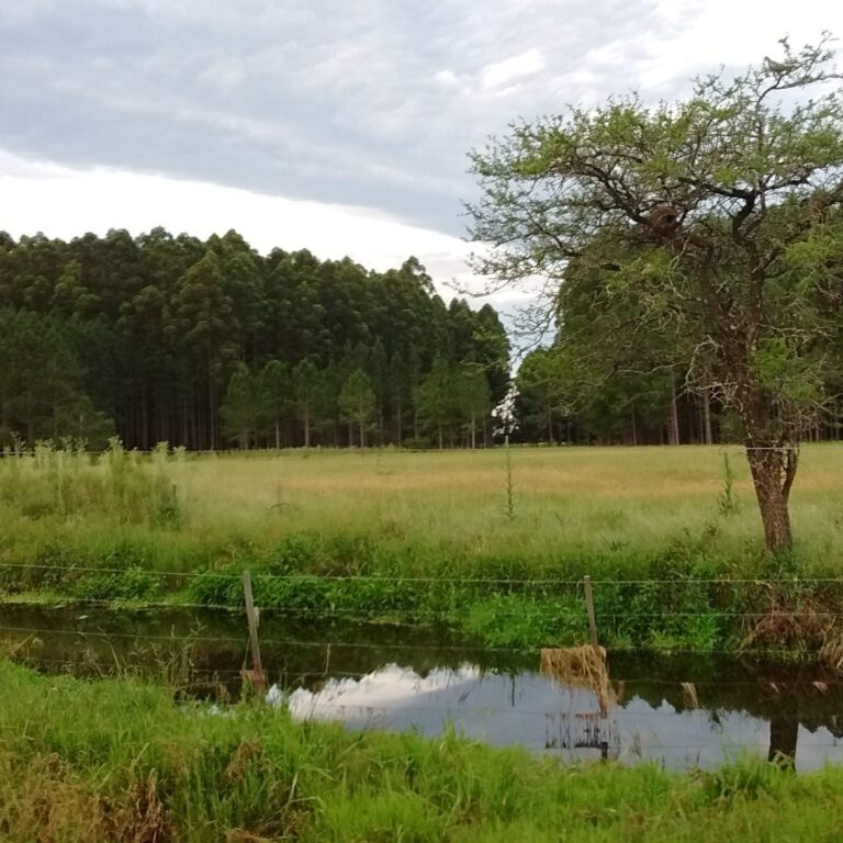 Investigación revela diversidad en propietarios de plantaciones forestales en América del Sur