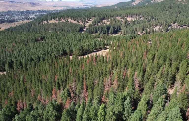 Alerta en la Patagonia por el avance de la avispa sirex sobre el 80% de las plantaciones forestales