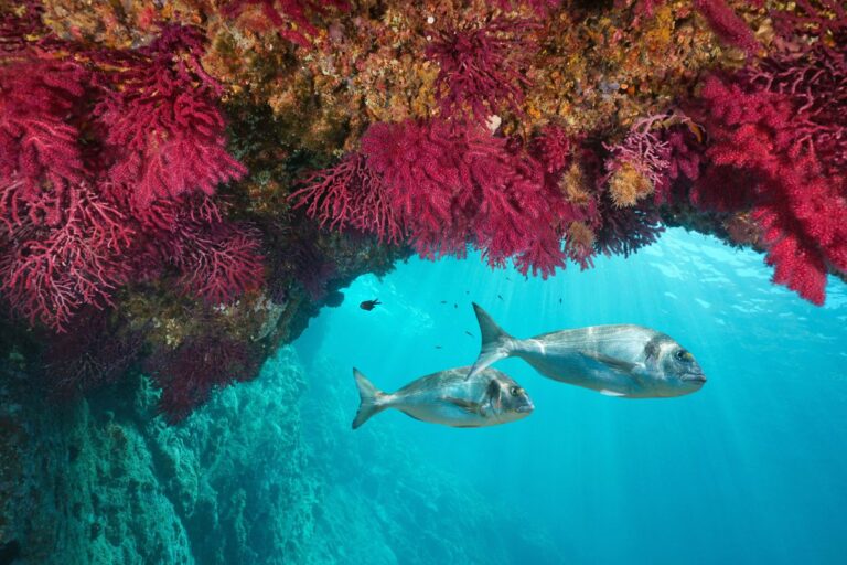 La naturaleza en crisis: alarmante pérdida global de biodiversidad según el Informe Planeta Vivo 2024