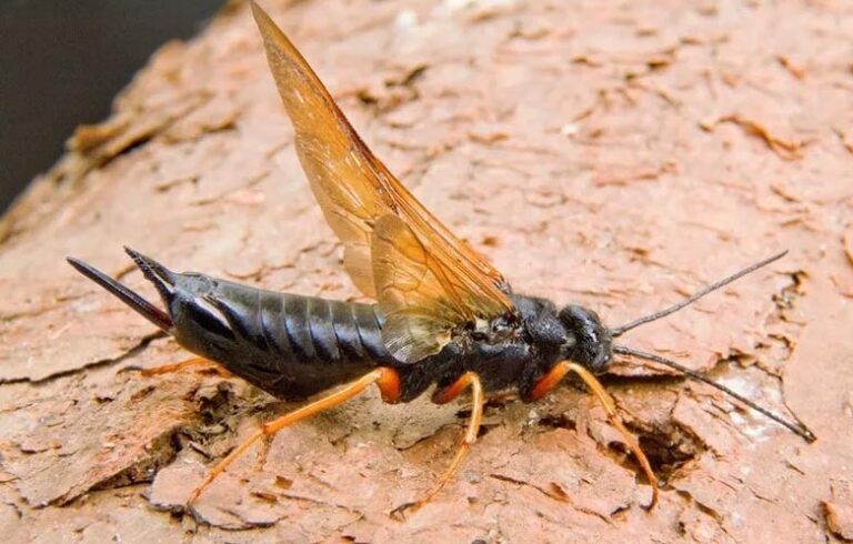 Brasil | Preocupación por el daño en la región sur del país de nuevas avispas Sirex que atacan la madera de pinos