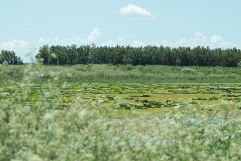 Captaron en el Parque Nacional Islas de Santa Fe imágenes bellisimas de Irupé, flor sagrada de las cuencas del Paraná y Paraguay