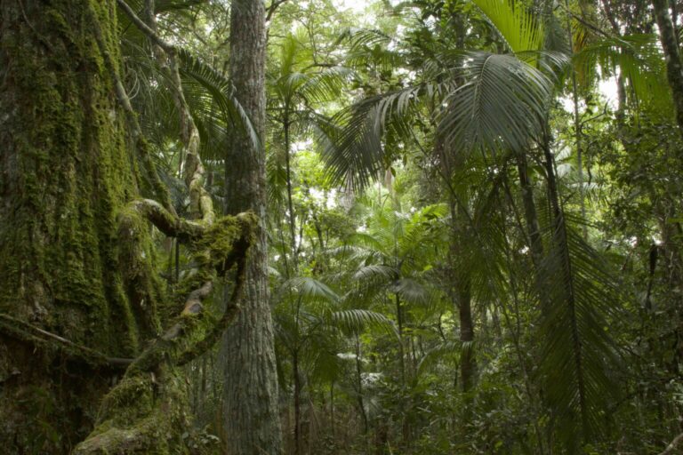Servicios ecosistémicos: el valor invisible de los bosques y el rol de la certificación forestal PEFC