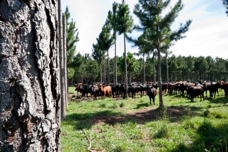 Corrientes, con 500 mil hectáreas de plantaciones y más de 290 mil certificadas, podría convertirse en la provincia forestal con mayor capacidad de fijación de CO₂ en Argentina