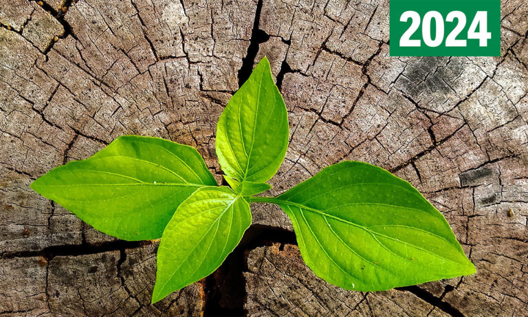 Informe de FAO del Estado de los Bosques del Mundo 2024 | La innovación forestal es clave para el futuro sostenible de la bioeconomía