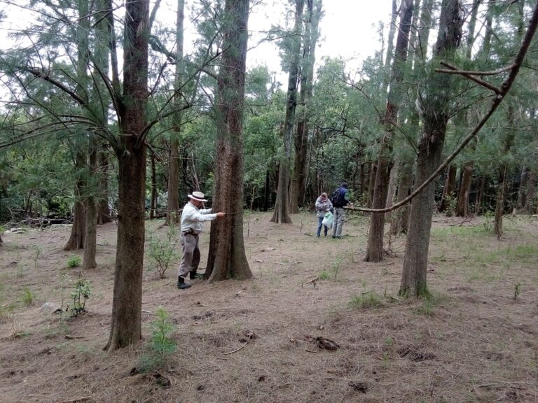Llanura pampeana: ¿las forestaciones sin manejo silvícola son una amenaza para la vegetación original del sistema serrano de Tandilia?