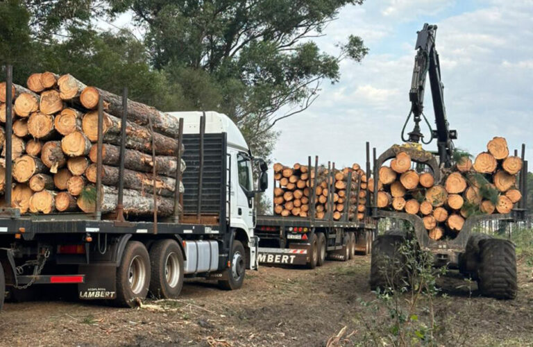 La certificación PEFC en Argentina supera las 380.000 hectáreas de plantaciones gestionadas bajo estándares internacionales