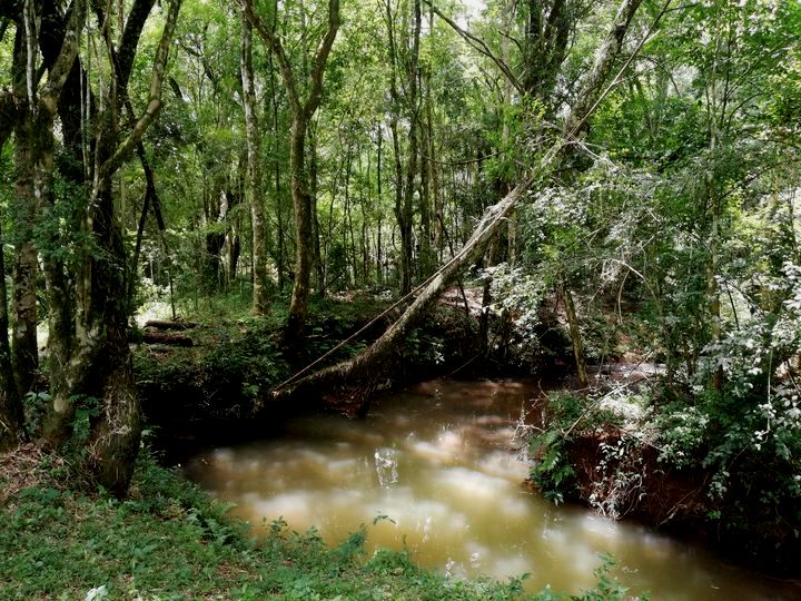 Misiones | Una positiva experiencia de desarrollo local integrando producción de madera, foresto-ganadería y ecoturismo en Bosques del Sarita