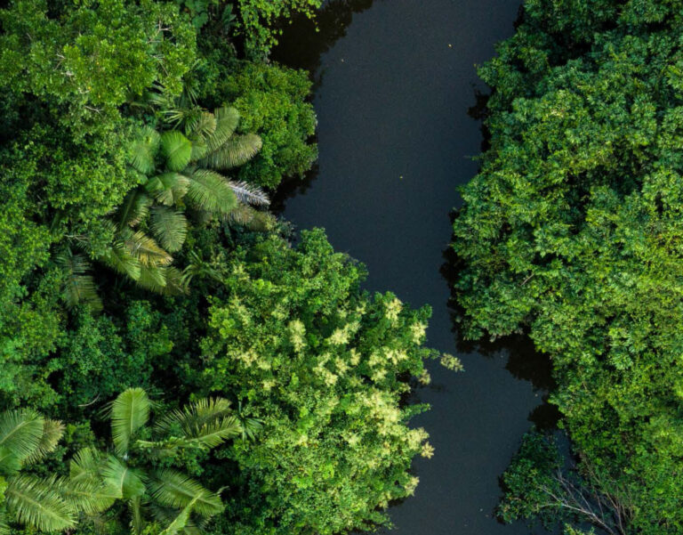 Informe de la FAO 2024| Se ralentiza la deforestación en algunos países, pero los bosques están bajo presión por el estrés climático y la creciente demanda de madera