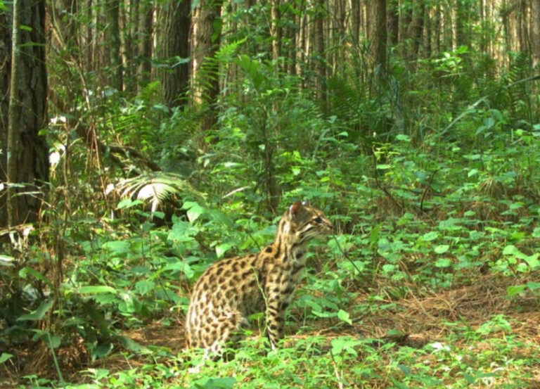 Día Internacional de la Biodiversidad | Argentina enfrenta riesgo en la conservación de su patrimonio natural frente a la crisis climática