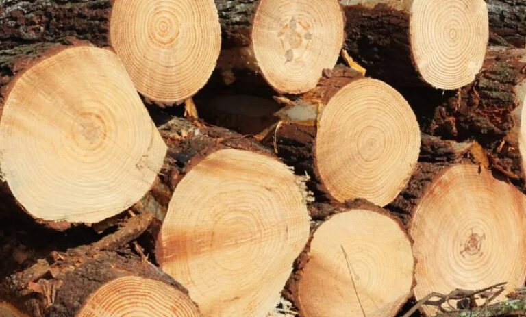 El estado de Santa Catarina lidera en superficie plantada con pinos en Brasil
