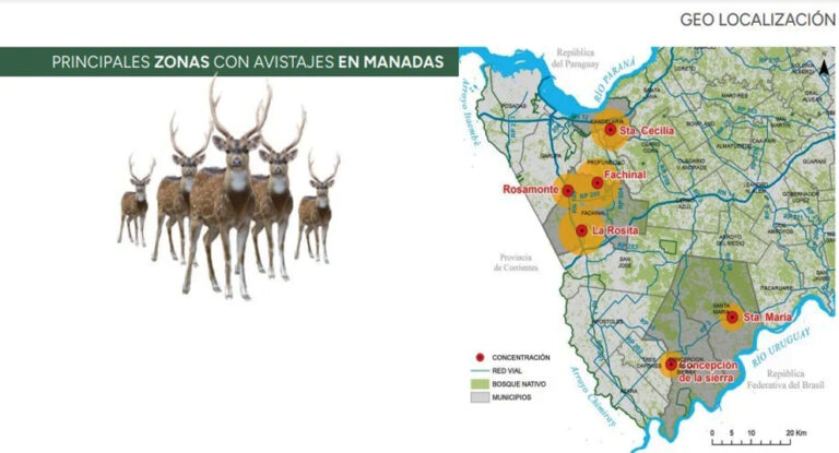Misiones | Fachinal, Candelaria, Concepción de la Sierra y Profundidad son los municipios con mayor población de ciervos axis