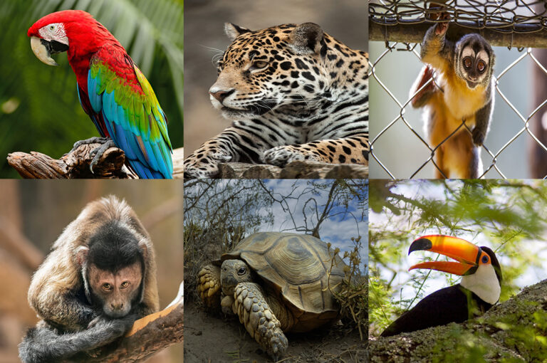 Tráfico ilegal de vida silvestre en zona de fronteras | En Argentina hay más de 140 especies afectadas, y 30 de ellas están amenazadas de extinción